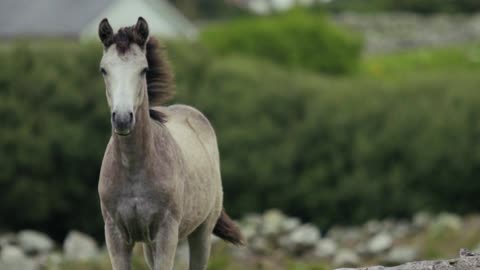 The Horse Riding In Moving