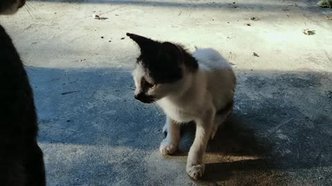 This Adorable Cat's Moustache Is Taking Over The Internet