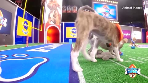 Puppy Bowl celebrates its 20th year of furry fun