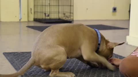 Uplifting feedback Dog Training Video