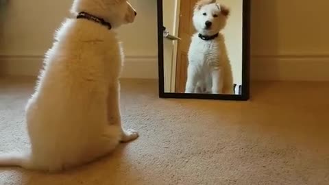 Dog and mirror