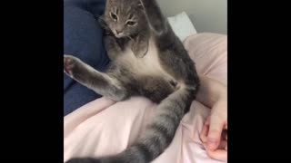 Funny Cat Sits Weird