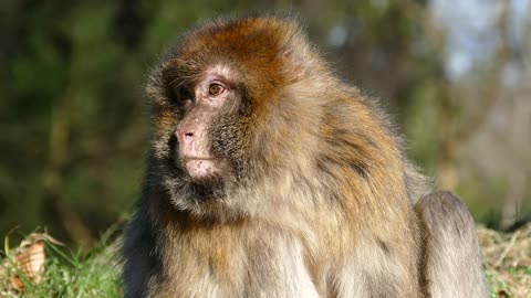 Cute monkey | Itching Macaque