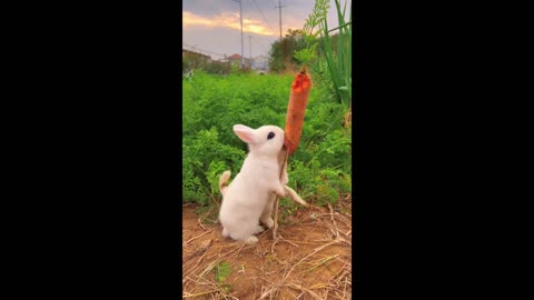 It turns out that dogs also like to eat carrots.