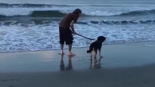 Dog backing away from wave on beach