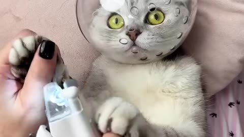 🤣🤣Cut cat cutting nail amaizing video