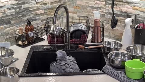 An African gray parrot takes a crazy bath in the kiychen sink