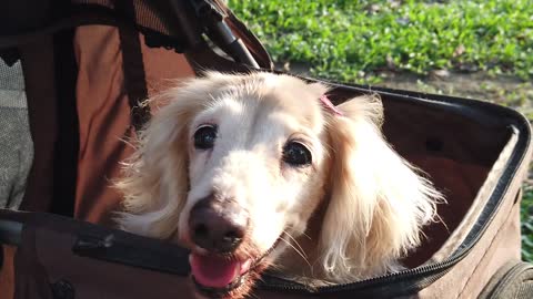dachshund dog puppy dog cuteness dachshund pets animal videos