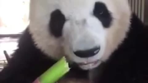Bamboo is delicious