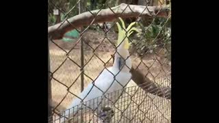 Cockatoo is dancing "Baby Shark"