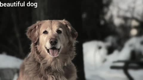 one of the most beautiful dog slow motion