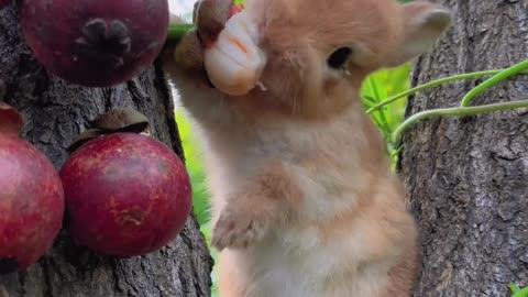 The little bunny leisurely eats mangosteen.