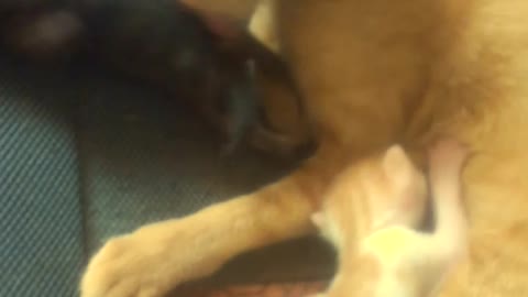 I filmed my cat breastfeeding her pups, Part 1