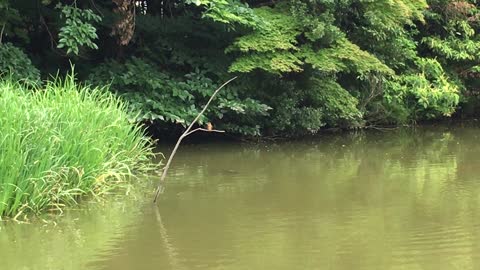 Kingfisher in the pond