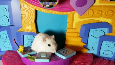 Hammy New Year! - cute hamster video