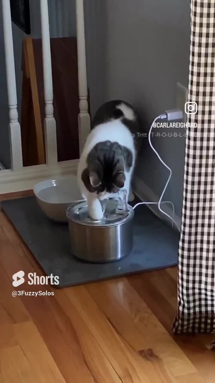 Cat likes water - TROUBLE