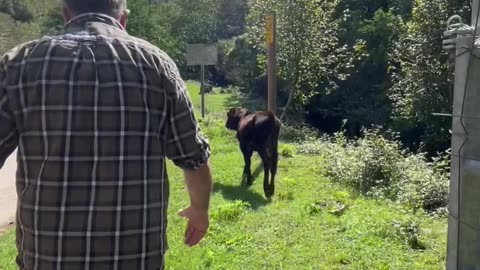 Rescuing A Trapped Calf