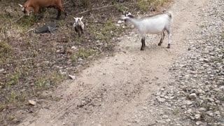 Baby goat first walk around