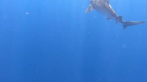 Sharks in the Wild. There aren’t words to describe how amazing it is to see sharks in the wild