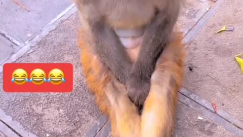 Funny animal video 2023😂 funniest dog and cat videos# Animal# short#dog#funny