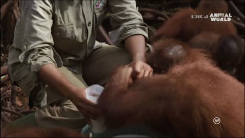 Monkeys drink milk very funny and beautiful video