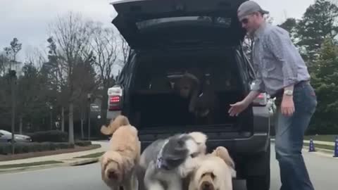 Slowmo brown dogs let out of back of toyota by backwards hat man