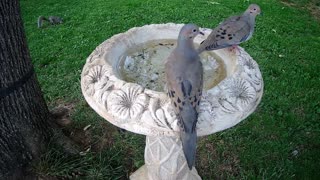 Pair of Mourning Doves