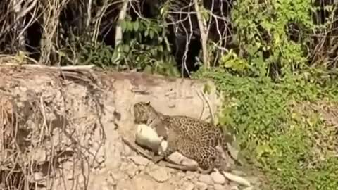 Jaguar cub helping his mother to drag a Caiman up the bank