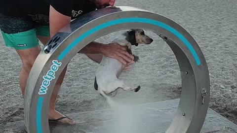 Dog Gets a Bath at the Beach