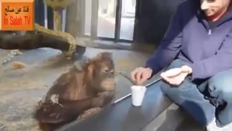 How monkey can react to magic.