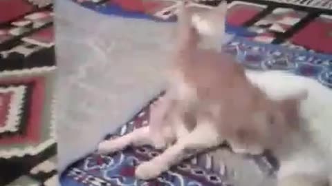 Funny Kitten play with her mom