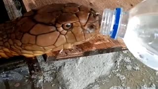 Thirsty Snake Guzzles from Water Bottle