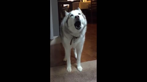 Husky Throws Hilarious Mid-Day Temper Tantrum