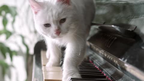 Gatinho pianista