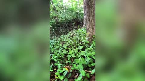 the squirrel continues to have fun. compilation with animals