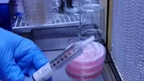 How to inoculate agar with a multispore syringe part 1