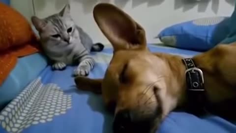 Cat reaction to a funny dog farting