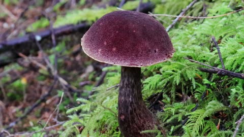 Admirable Bolete