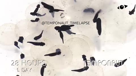 Tadpoles Development Time-lapse