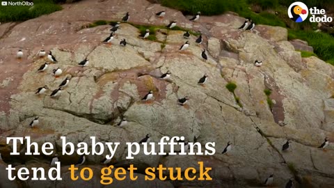 People 'Throw' Baby Puffins to Save Them | The Dodo