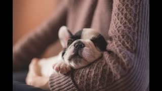 Music For Dogs, Calming, Relaxing, Soothing.