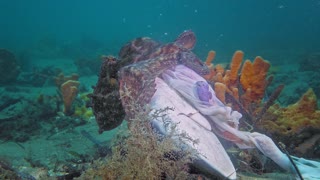 Octopus feasts on discarded shark head