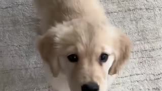 Funny dog videos