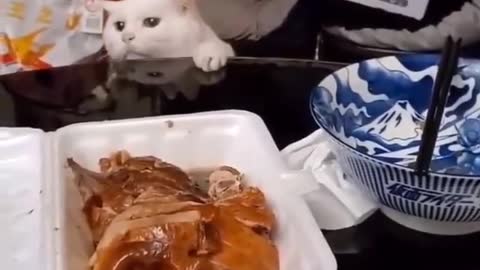 Cute cat funny videos