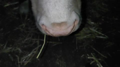 Nosey Cow