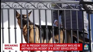 Joe Biden's Dog Commander Bites His 11th Victim