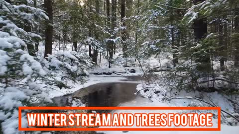 Winter stream and trees footage
