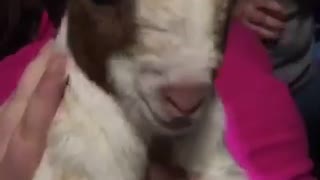 Guy brings goat to party goat screams and cries
