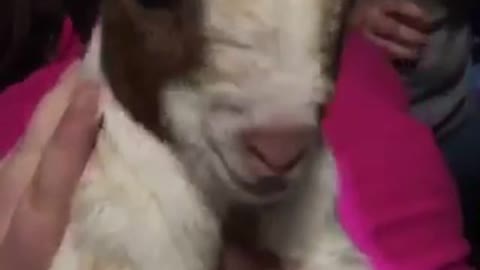 Guy brings goat to party goat screams and cries