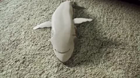 REALLY??THIS IS REAL SHARK??